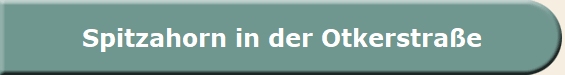 Spitzahorn in der Otkerstra�e